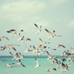 seagulls, beach, gulls