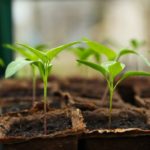 seedling, gardening, greenhouse